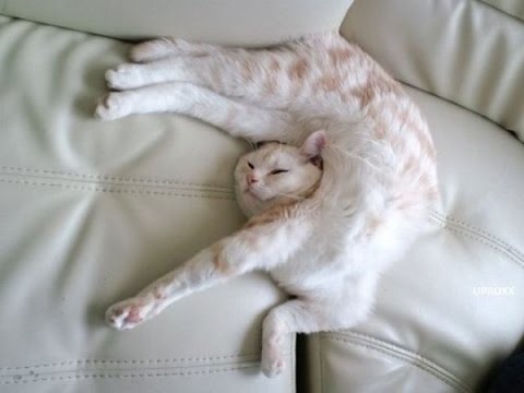 Сколько времени кошки тратят на сон?
