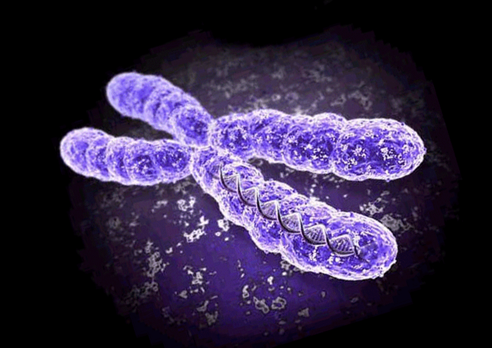 Для каждого вида характерен определенный набор хромосом, который сохраняется постоянным благодаря процессам: