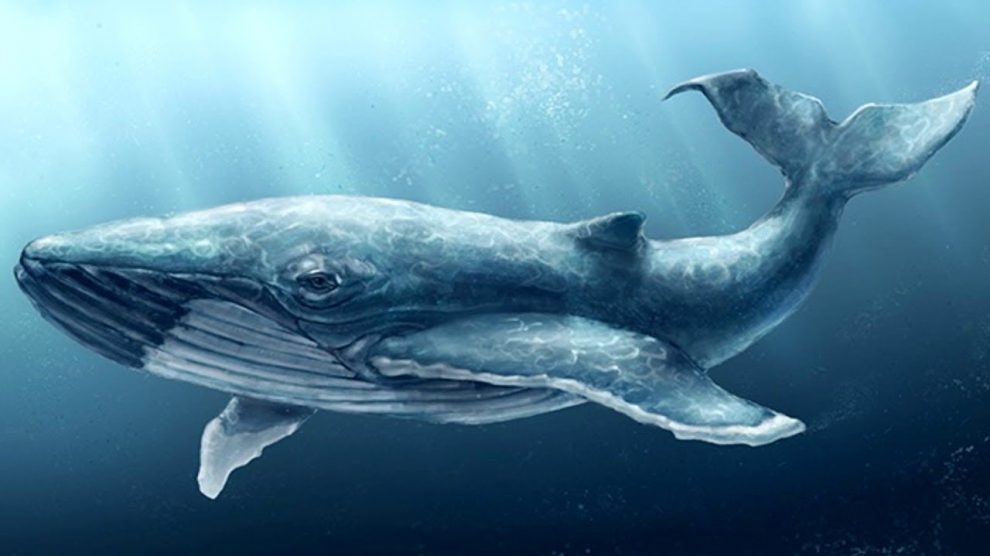 Кто из перечисленных животных является ближайшим родственником кита?