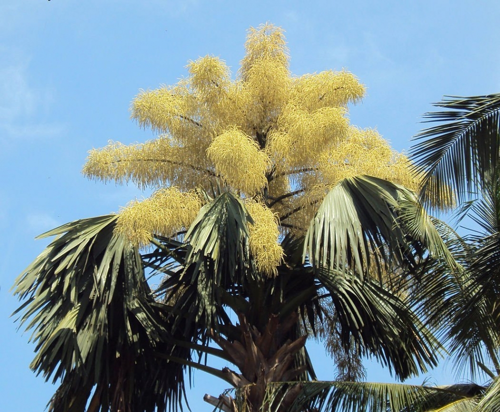 У талипотовой пальмы самые огромные  соцветия, вырастающие до 8 м. Отдельные экземпляры дерева достигают в высоту 25 м, а ширина их ствола около 1,5 м. Цветет однократно, между промежутком 30 – 80 лет