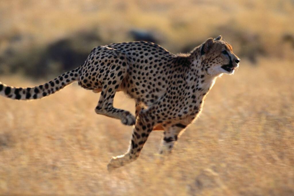 Гепард – самое быстрое животное в мире. Скорость гепарда 100 – 120 км/ч
