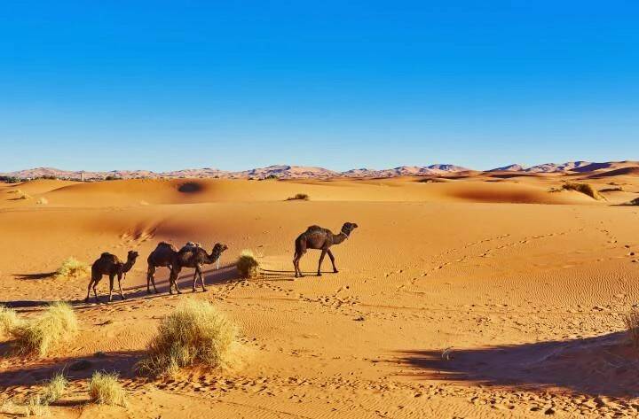 На каком континенте находится пустыня Сахара?