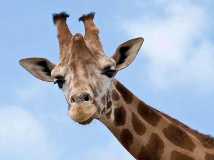 Какого цвета язык у жирафа?