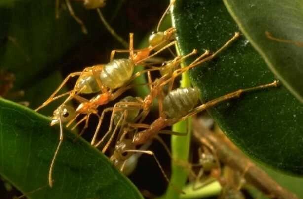 Тропические муравьи-ткачи строят свои дома, буквально сшивая листья кофейного куста, при этом они используют ...