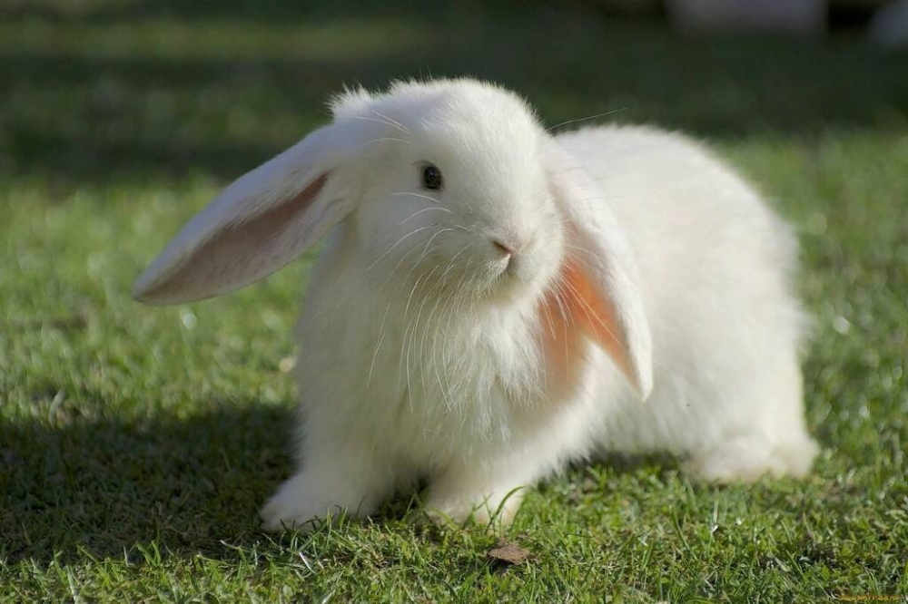 Кролики обычно крупнее и быстрее, чем зайцы