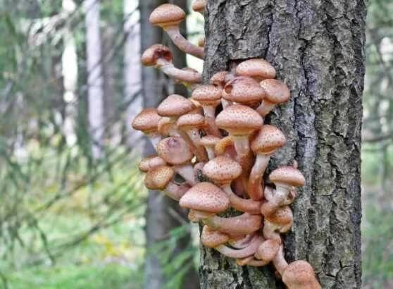 Какой из этих грибов предпочитает расти на деревьях?