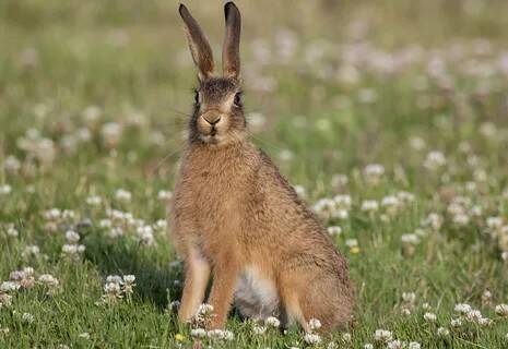Зачем зайцу большие уши?