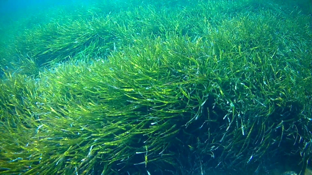 Растение, длина которого 8 км, обнаружено океанологами Испании в 2006 г. Всего различают 9 видов. Растет цветок на глубине 30 – 50 метров, образуя зеленые луга. Развитие гарантируют прямостоячие и стелющиеся побеги
