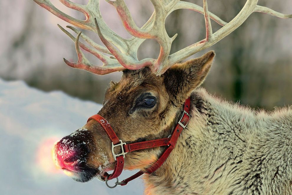 18.	 В упряжке Санта Клауса 9 оленей. Вы помните, как зовут первого оленя с красным носом?