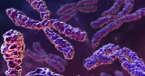 Как называется деление ядра клетки, при котором происходит сокращение количества хромосом в 2 раза?