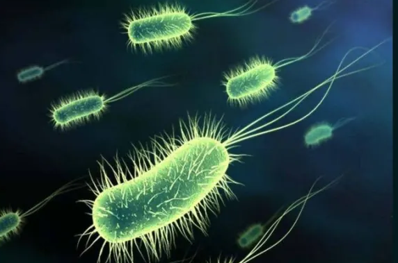 Какое основное значение бактерий в природе?