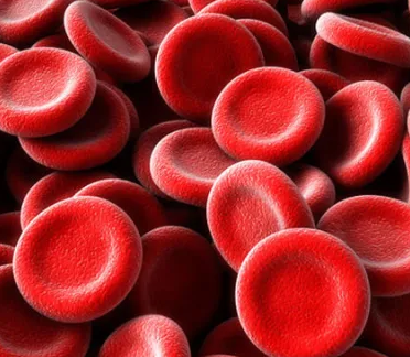 Каких клеток больше всего в составе человеческой крови?