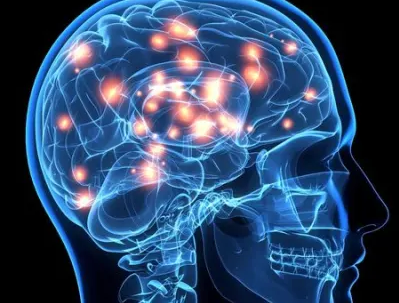 Сколько желудочков находится в головном мозге человека?