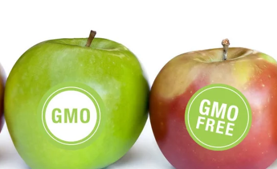 Можно ли есть продукты ГМО?
