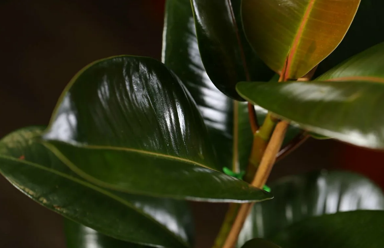Если вы хоть немного увлекаетесь комнатными растениями, то эти листья узнаете из тысячи. Что это?