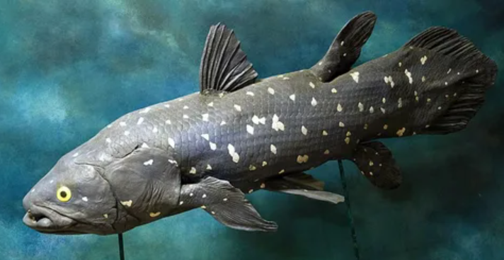 Эту рыбу ученые считали полностью вымершей еще 200 миллионов лет назад, однако она неожиданно «всплыла» живой и невредимой у берегов Индонезии в 1997 году
