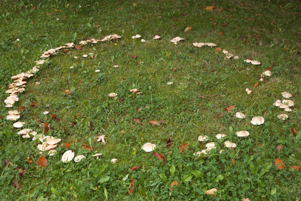 Некоторые шляпочные грибы, например, такие как шампиньоны или луговые опята, разрастаясь образуют колонии в виде круга. Как называют эти круги?