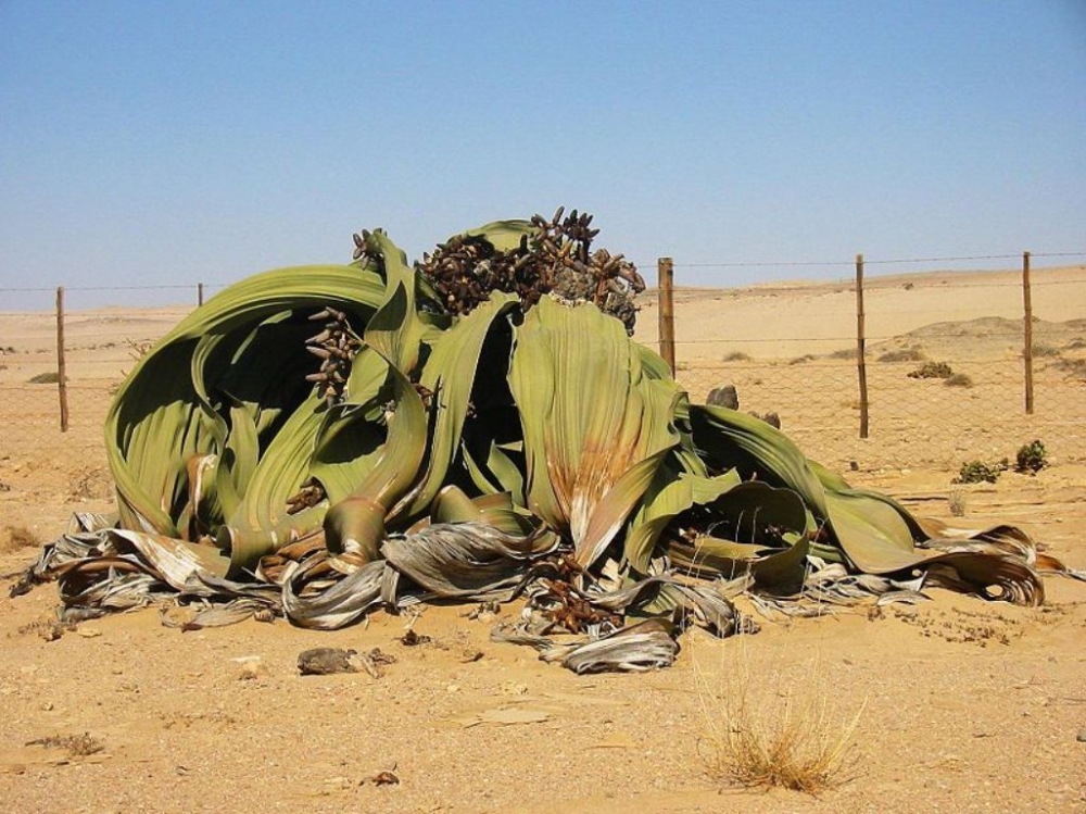 Реликтовое растение, длиной 8 м и шириной почти 2, обнаружил австрийский ботаник. Встречается среди каменистой пустыни Намиб. Необходимая порция влаги достается через туманы
