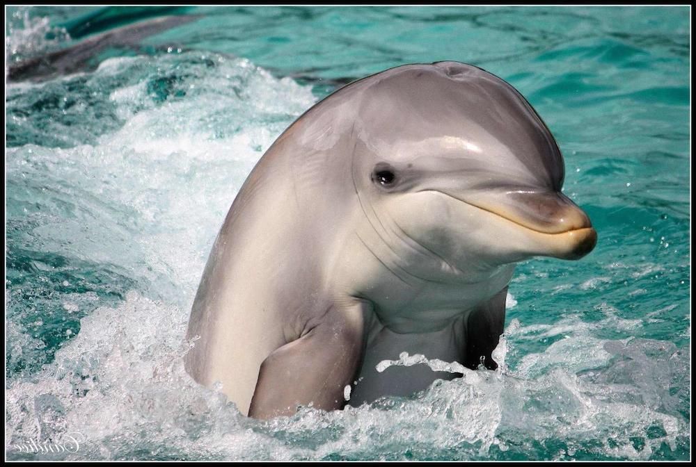 Дельфины во время сна закрывают только один глаз.