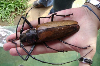 Огромные насекомые, размеры который поражают