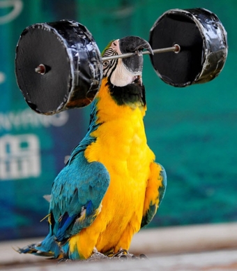 Смешные попугаи, одни из самых смешных птиц на свете