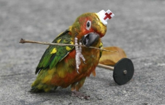 Смешные попугаи, одни из самых смешных птиц на свете