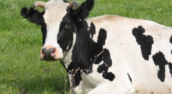 Почему горчит у коровы молоко?