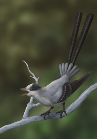 Эта птица возрастом 120 миллионов лет, возможно, была одной из первых, кто встряхнул своими хвостовыми перьями.