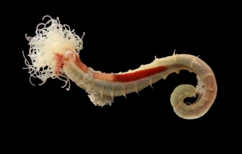 Морские брюхоногие (черви)