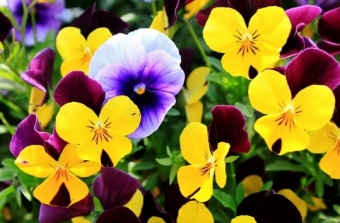 Съедобные цветы, которые вы можете вырастить даже дома