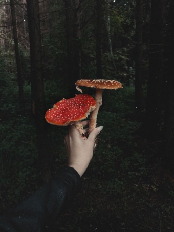 Эстетика с грибами. 3 часть