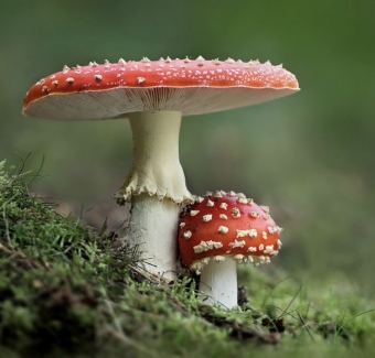 Эстетика с грибами. 3 часть