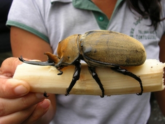 Огромные насекомые, размеры который поражают