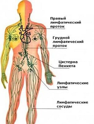 Лимфатическая система и кожа