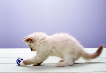 7 причин, почему ваша кошка постоянно мяукает