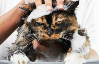 Уход за питомцами: как часто вы должны купать свою кошку?