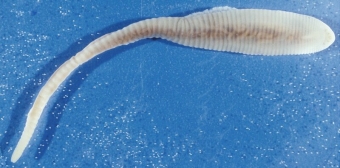 Морские брюхоногие (черви)