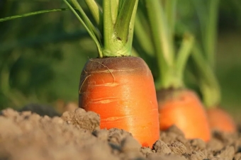 Как защитить морковь от мух? Простые и естественные решения!
