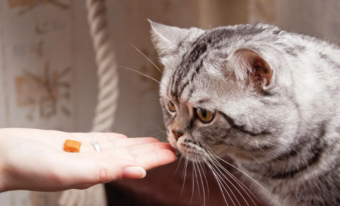 Как приучить кошку пользоваться когтеточкой: полезные советы