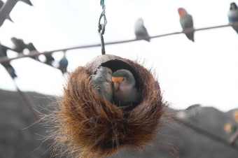Гнездо для волнистых попугаев