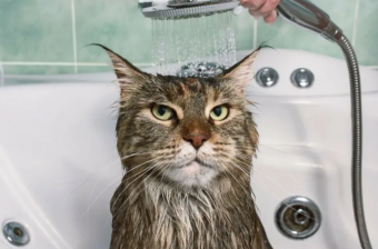 Уход за питомцами: как часто вы должны купать свою кошку?