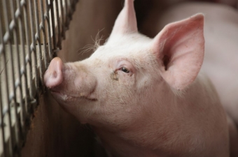 25 удивительных фактов о свиньях
