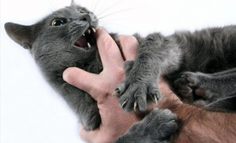 Почему кошки иногда кусают своих хозяев?