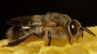Любопытство о пчелах - то, чего вы не знали о жизни пчел