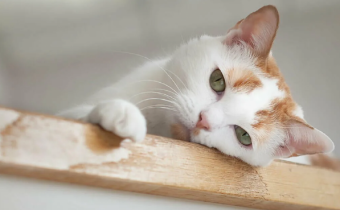 7 причин, почему ваша кошка постоянно мяукает