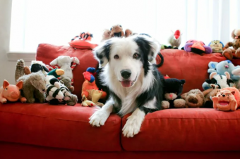 8 простых и веселых игр в помещении для собак